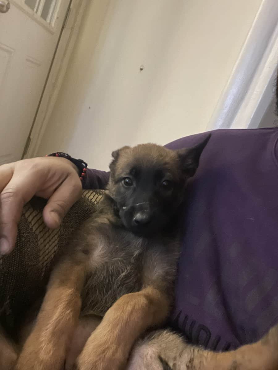 Belgian Malinois pups 8 weeks old image 8