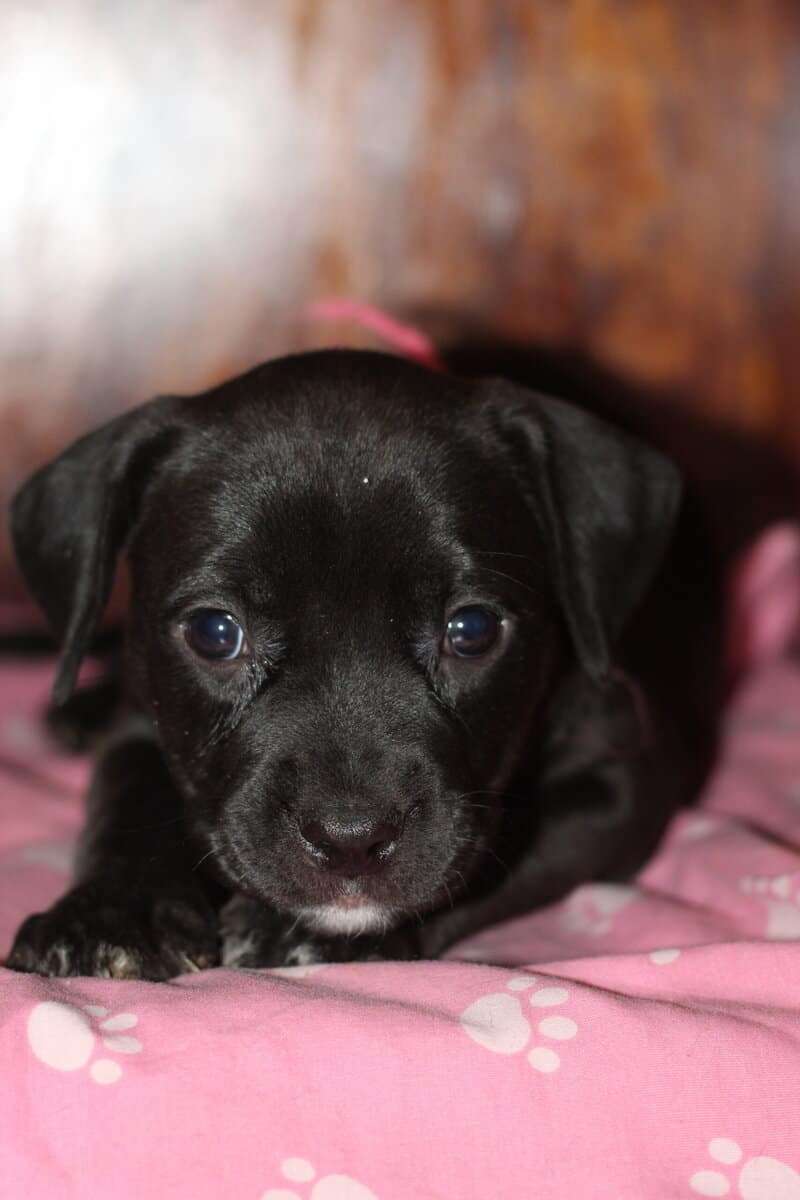 LAB PIT/BULLY MIX PUPPIES image 2