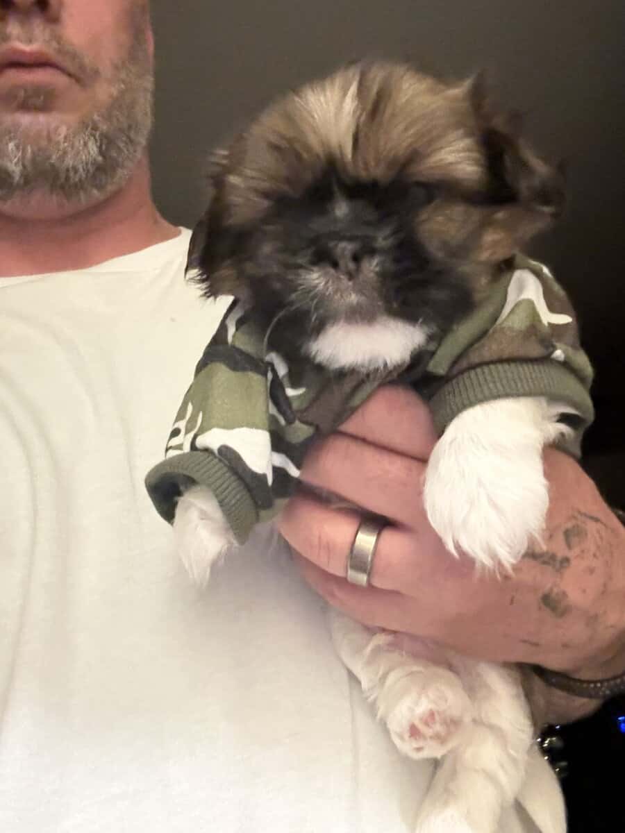 Shih Tzu pups image 6