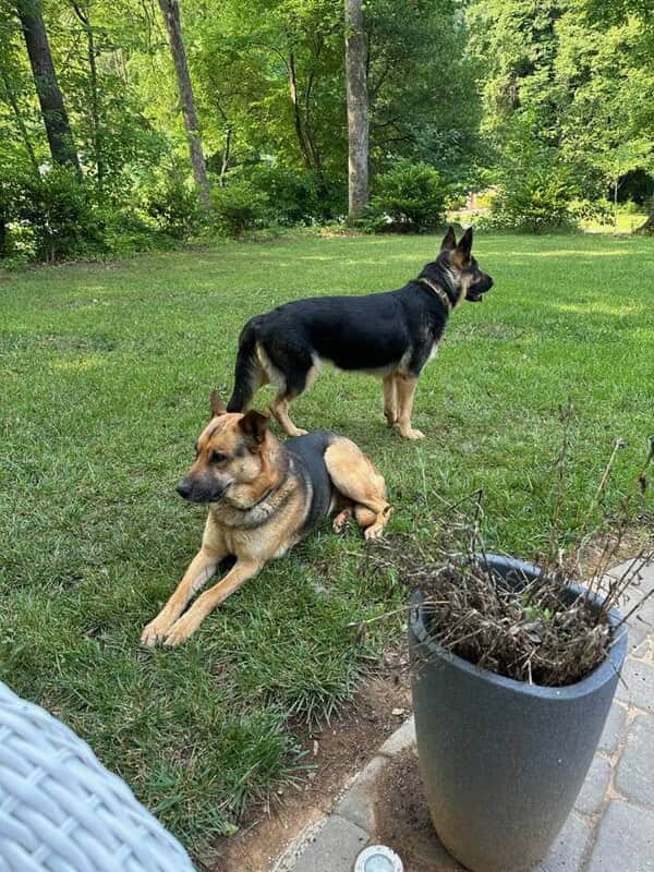 German Shepard boys for sale image 9