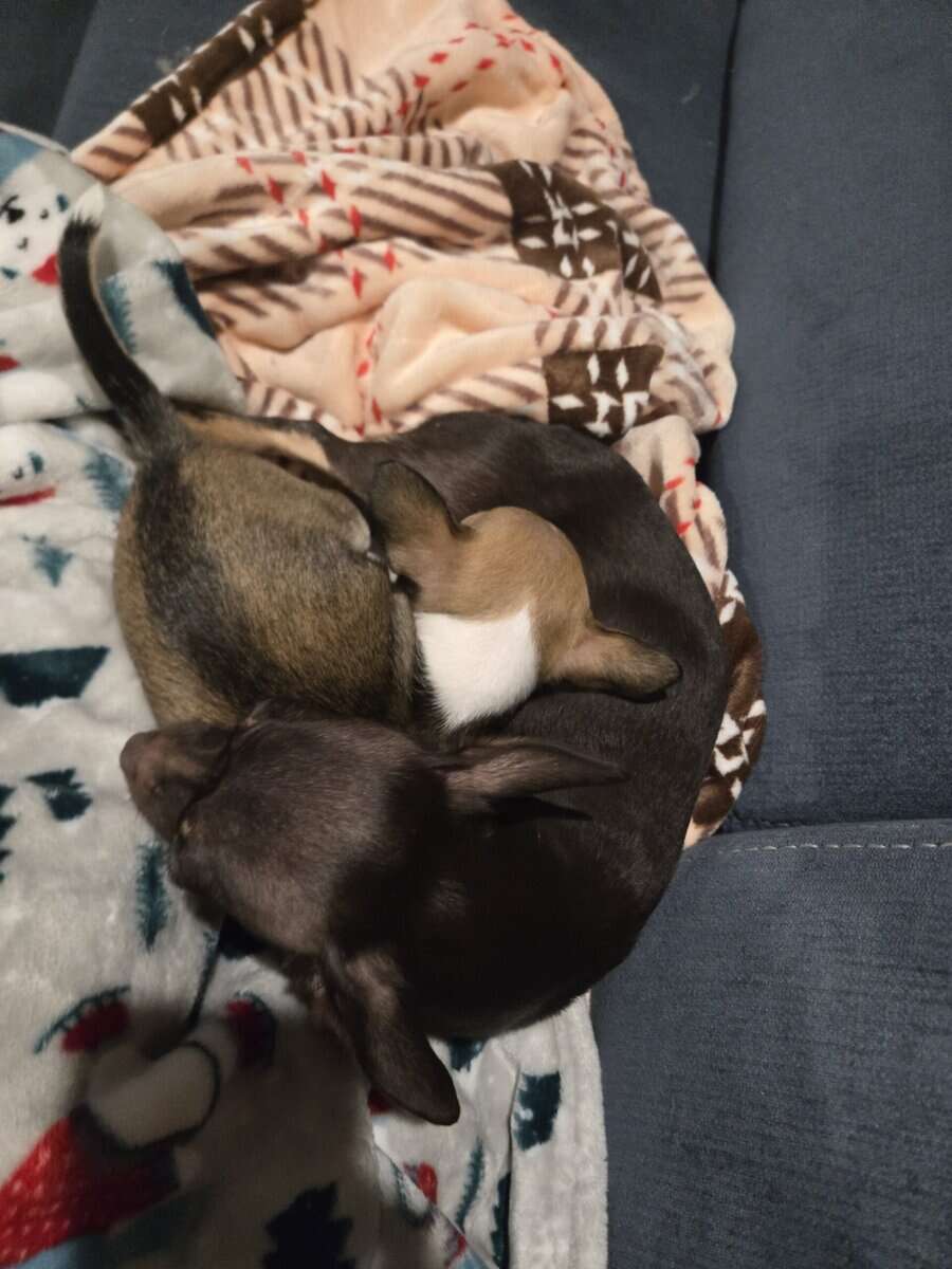 Chihuahua puppy image 3