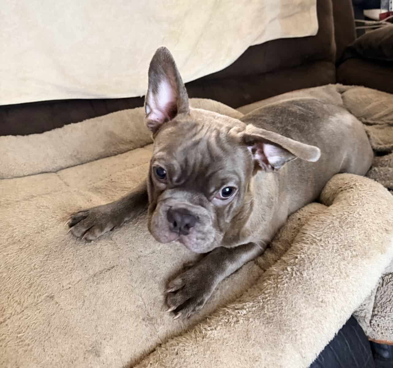 French Bulldog For Sale “Ippo” image 3