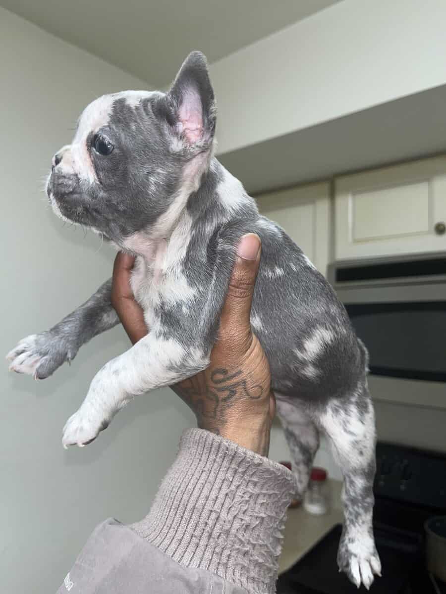 8 week old French bulldog image 4