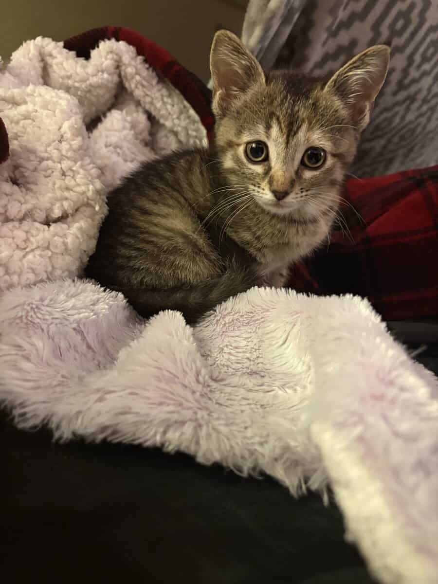 Kitten Tabby image 2