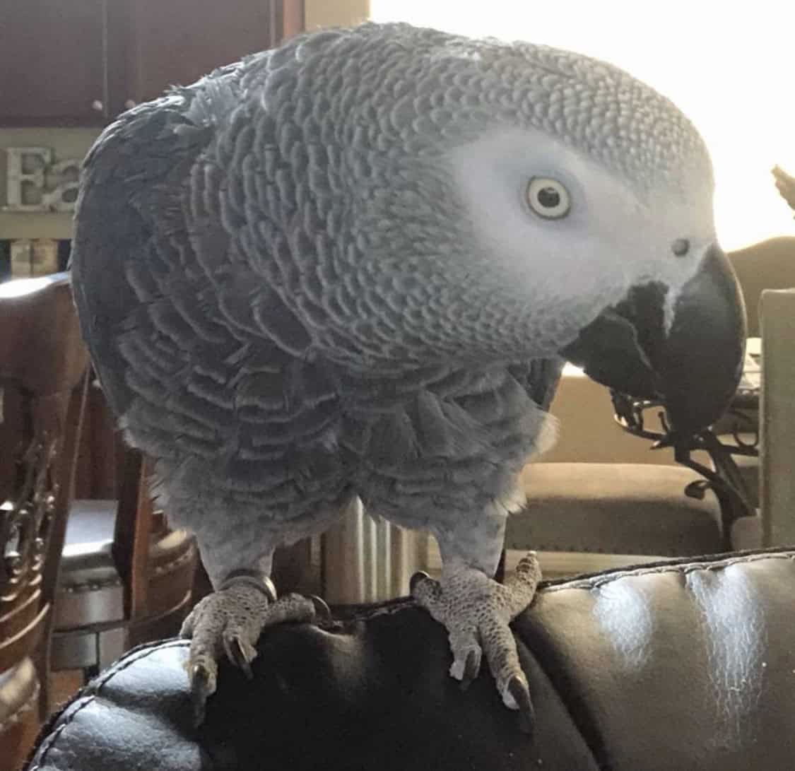 Re-Homing African Grey Parrot image 2
