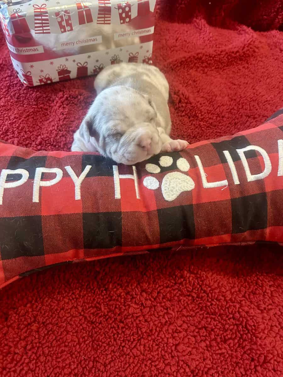 American Bully Puppies For Sale image 11