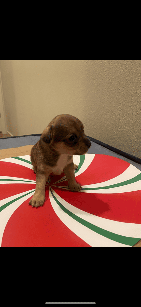 Dachshund/chihuahua puppies image 6