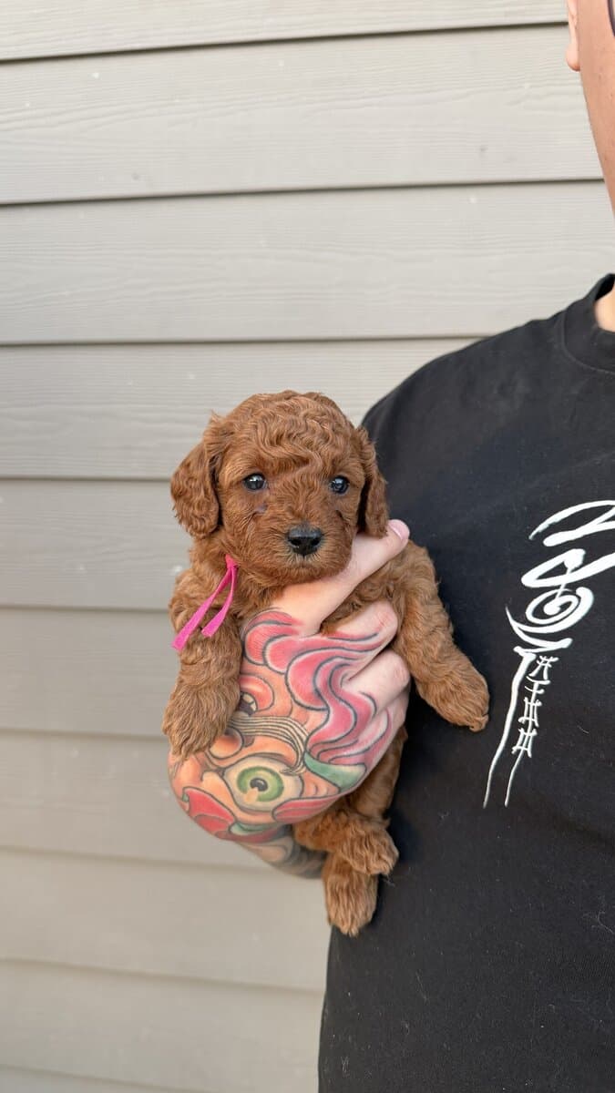 Micro mini goldendoodles 🤎 image 3
