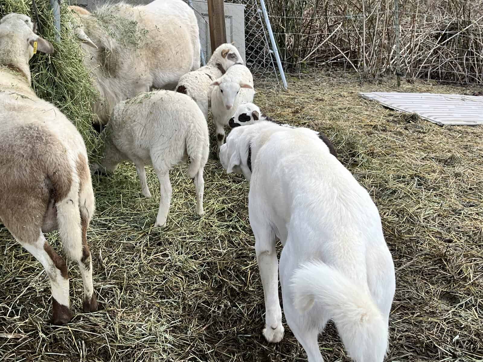 5 year old Akbash/ Great Pyrenees LGD image 8