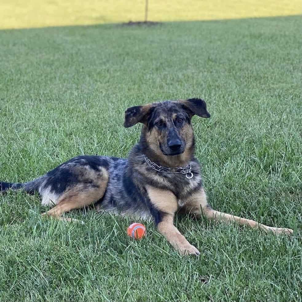 German Shepherd / Australian Shepherd image 6