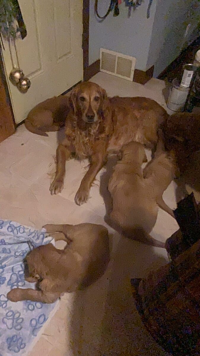 Golden Retriever Puppies image 5