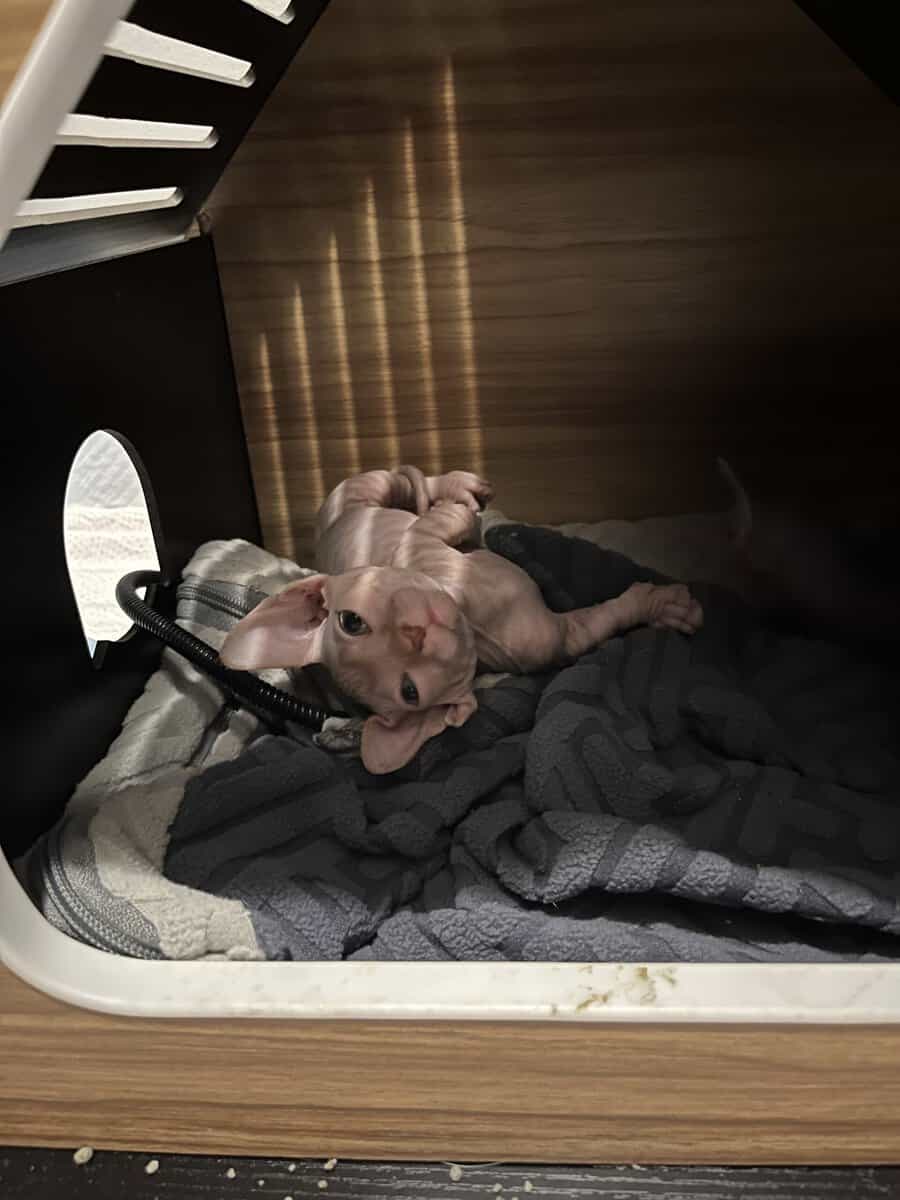 Bambino Sphynx Kitten — ready to go home! image 3