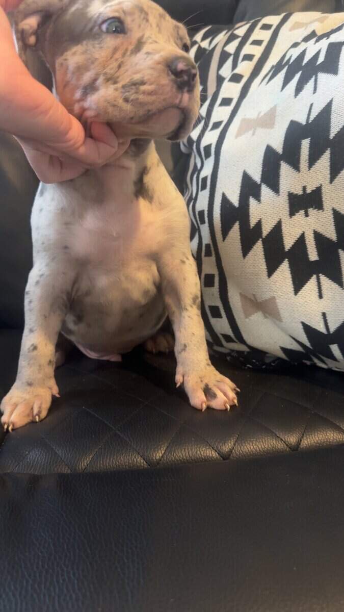 XL American ABKC Blue Merle male image 4