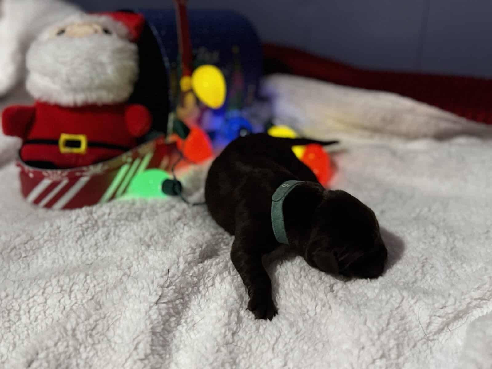 Akc Champion Bloodline Labrador Retrievers image 8