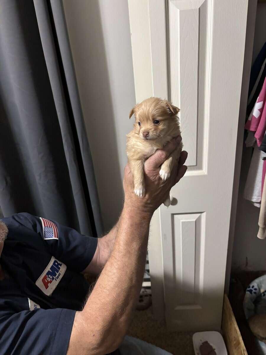 Pom/Chi puppies image 3