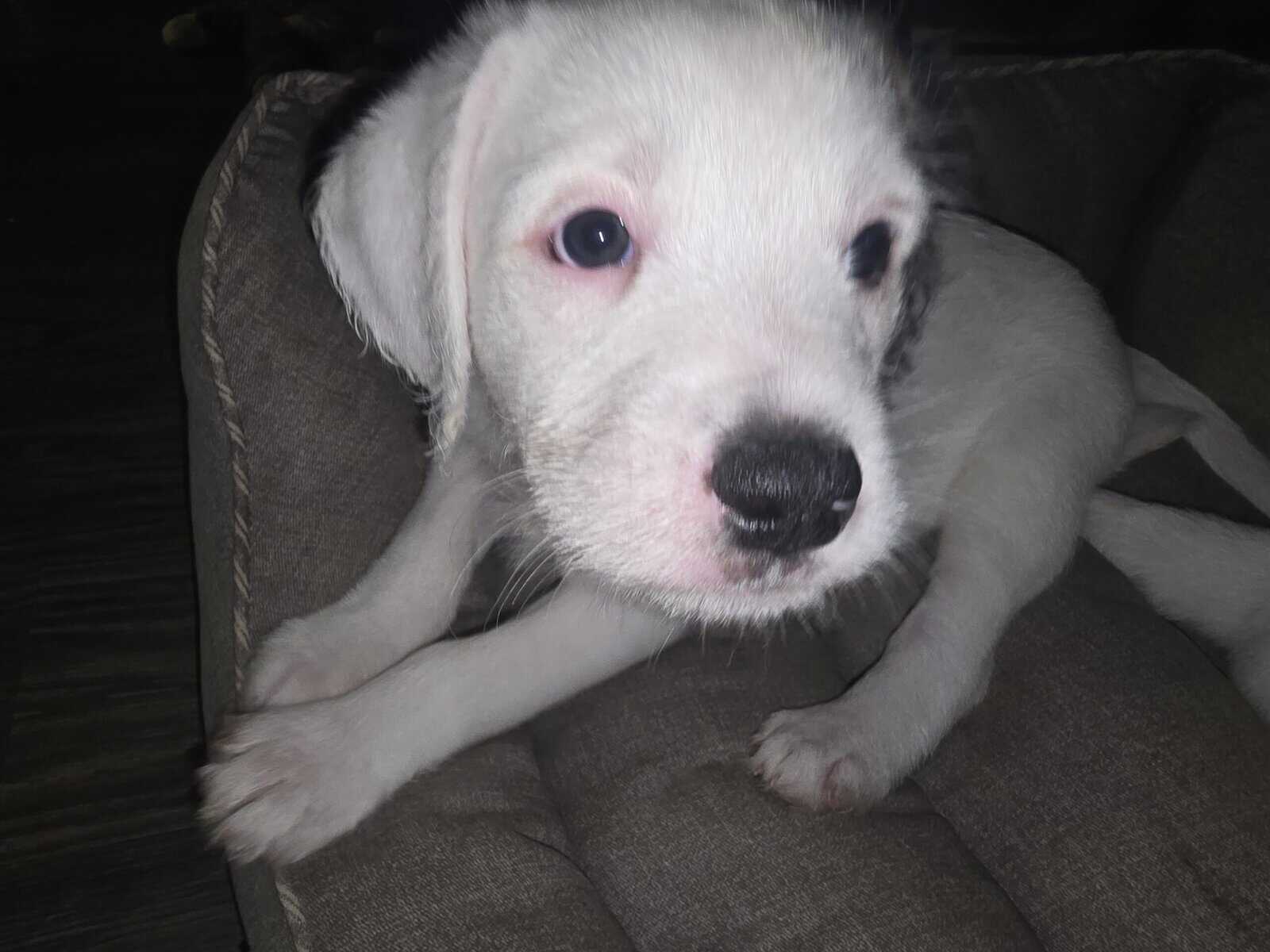 Christmas puppies 5 American bulldog st Bernice mi image 11