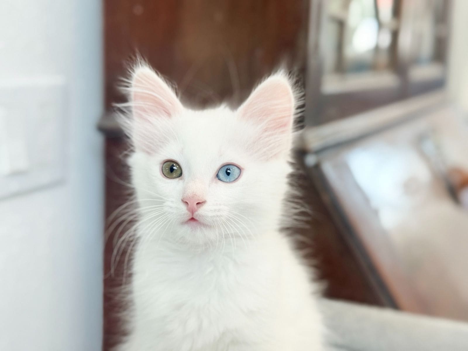 Turkish Angora Kittens image 2