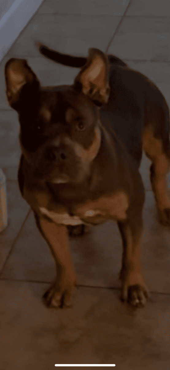 Pocket Bully for sale image 7