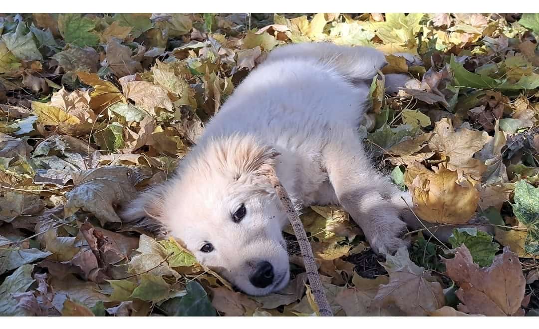 Goberian Dogs and Puppies for Adoption image 1