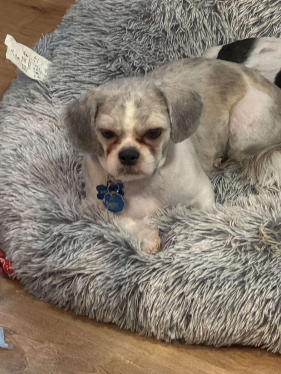 Male Shih Tzu (Pure Bred) image 3