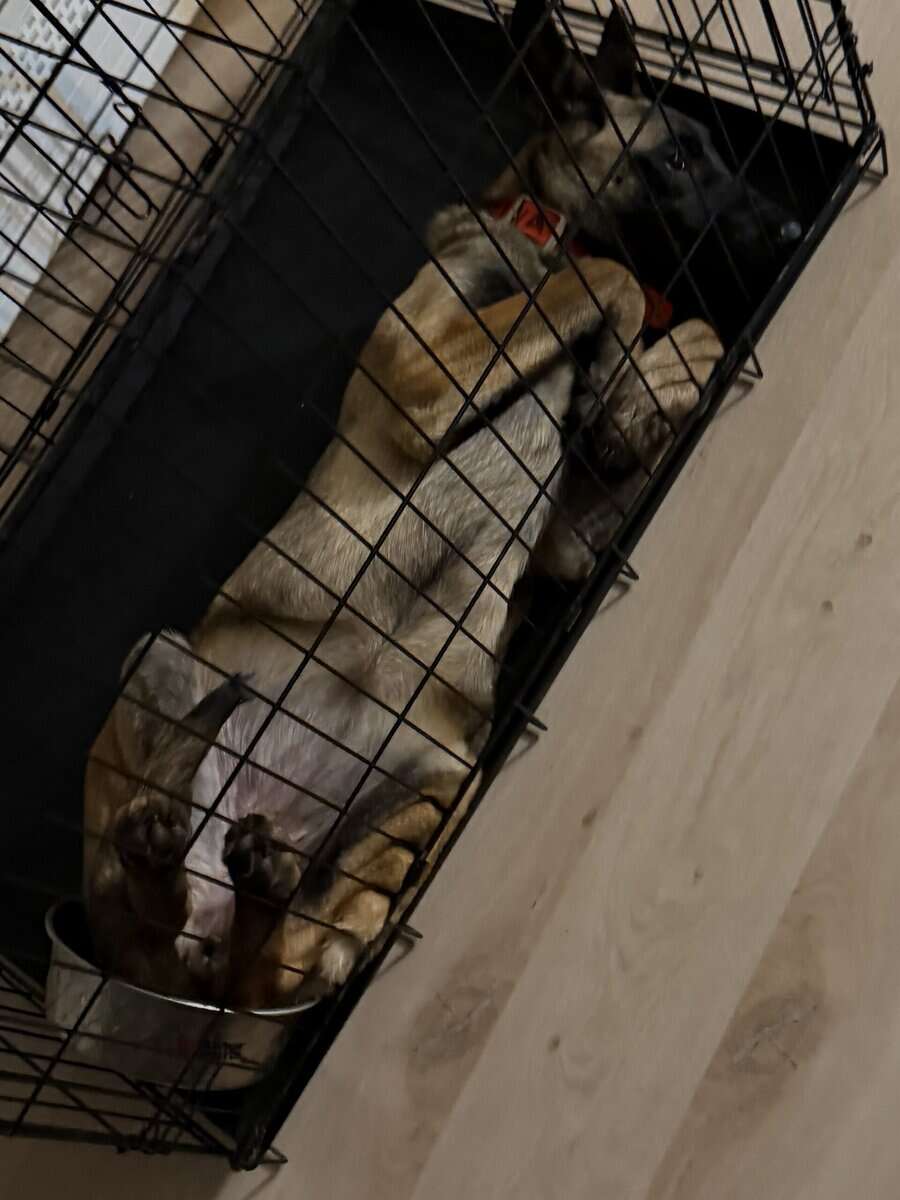 Belgium Malinois Puppy image 2