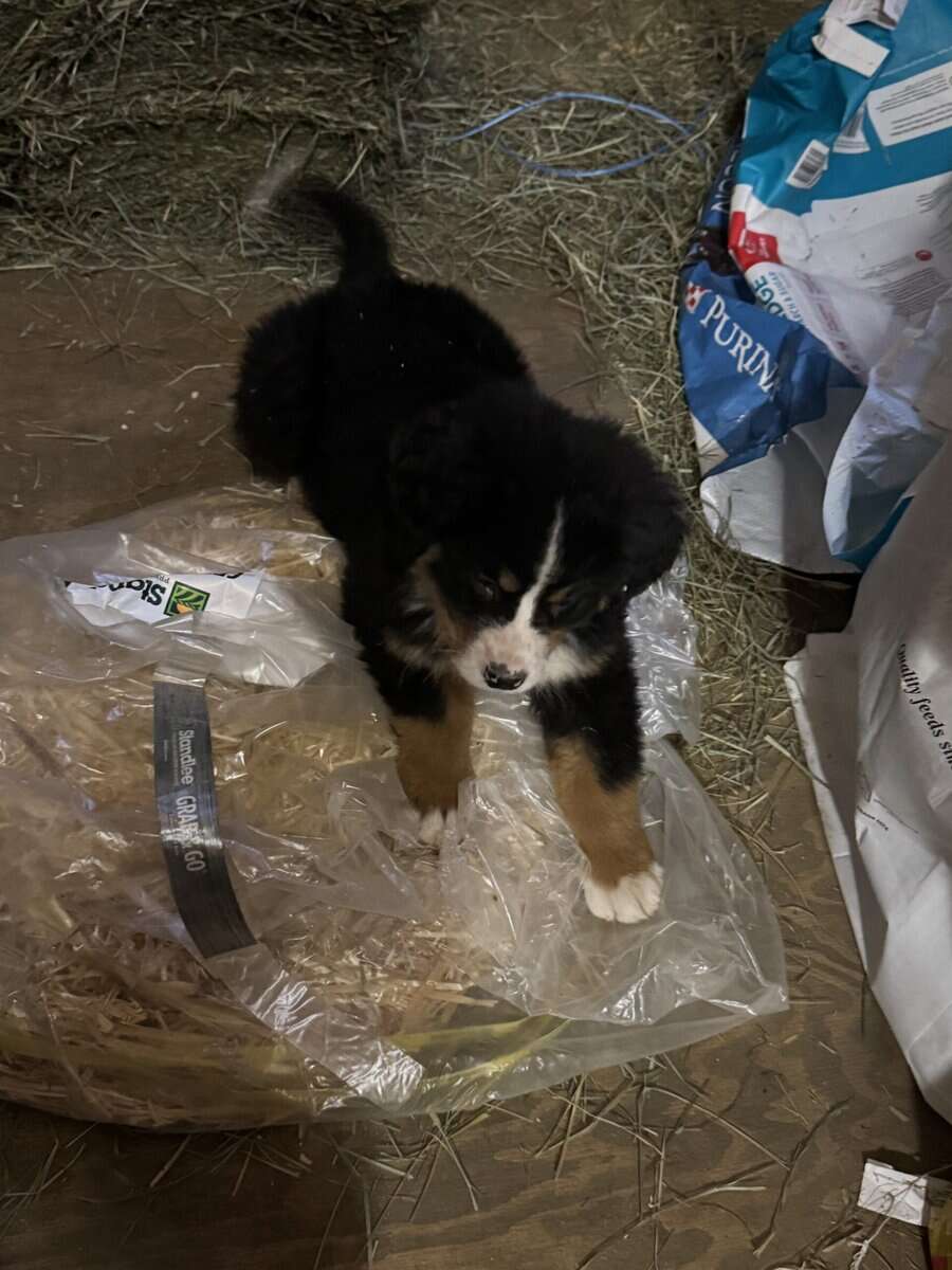 Bernese Mountain Dog Puppy image 2