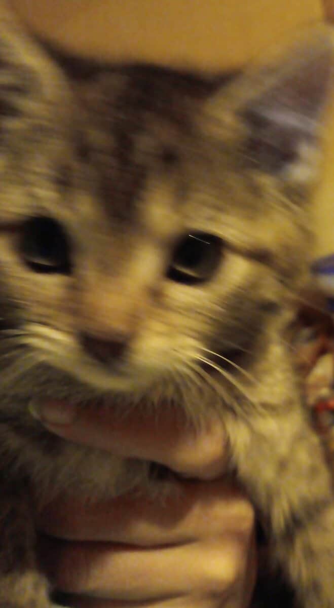Kittens for sale to go to good homes image 2