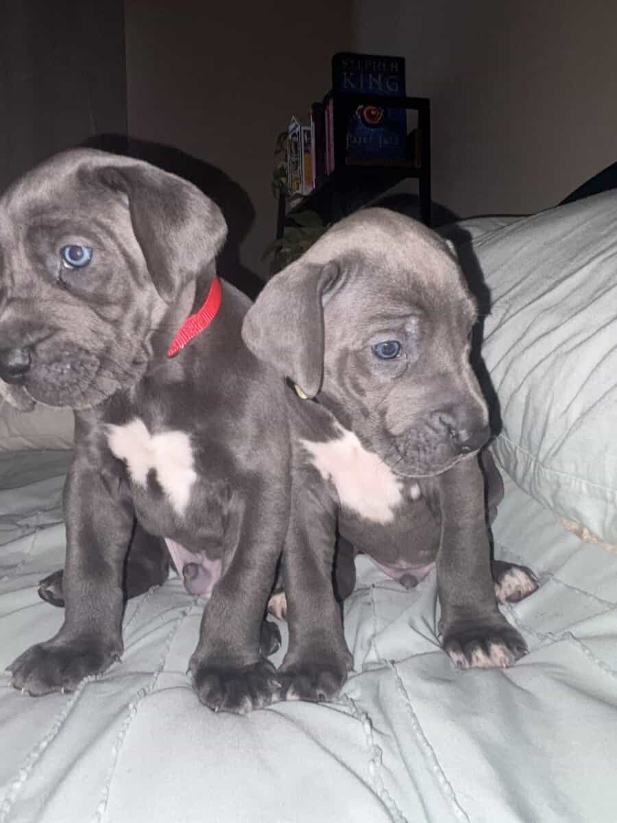 Great Dane puppies for sale image 3
