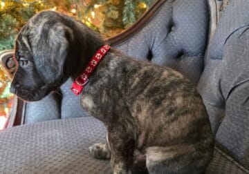 Half Great Dane/Half Mastiff Puppy-Patches