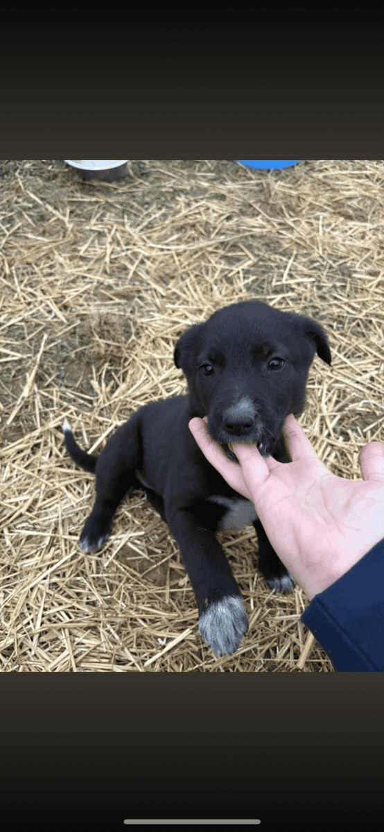 German Shepherd Mix Puppies image 1