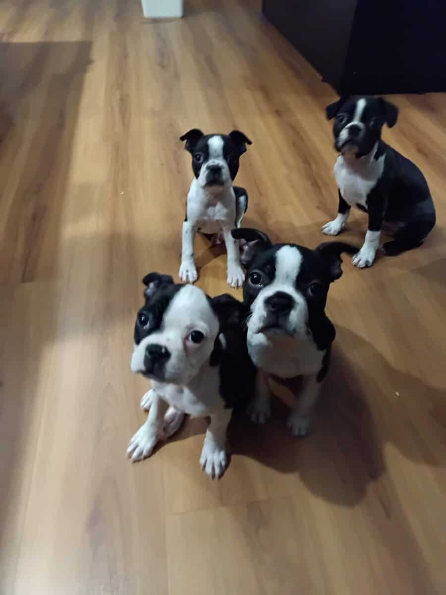 Boston Terrier Pup-Ready for Christmas! 🎄 image 8