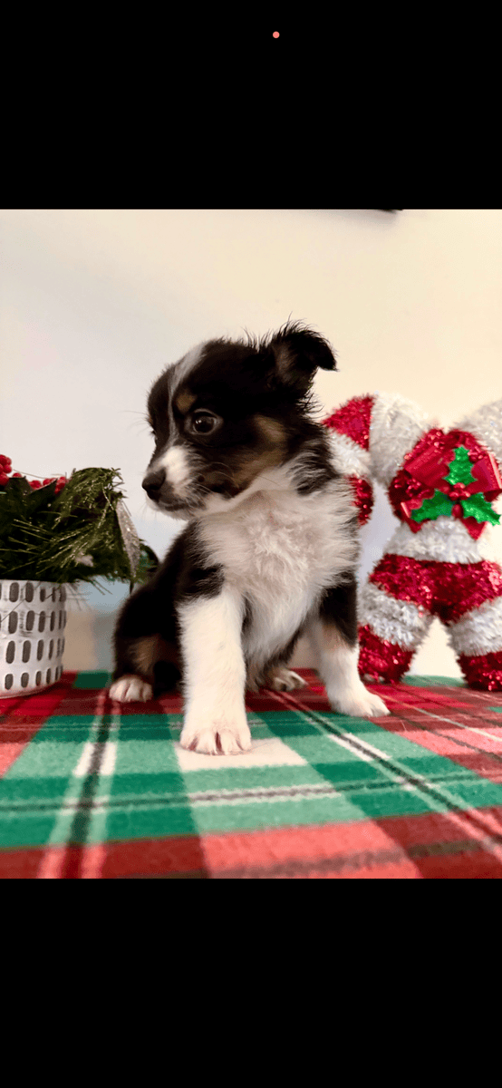 Australian Shepherd Puppies! image 5