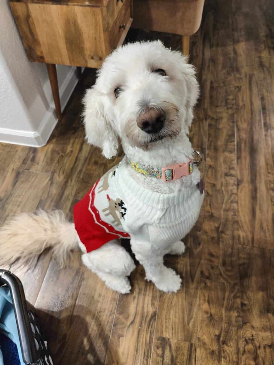 Goldendoodle (Female) image 5