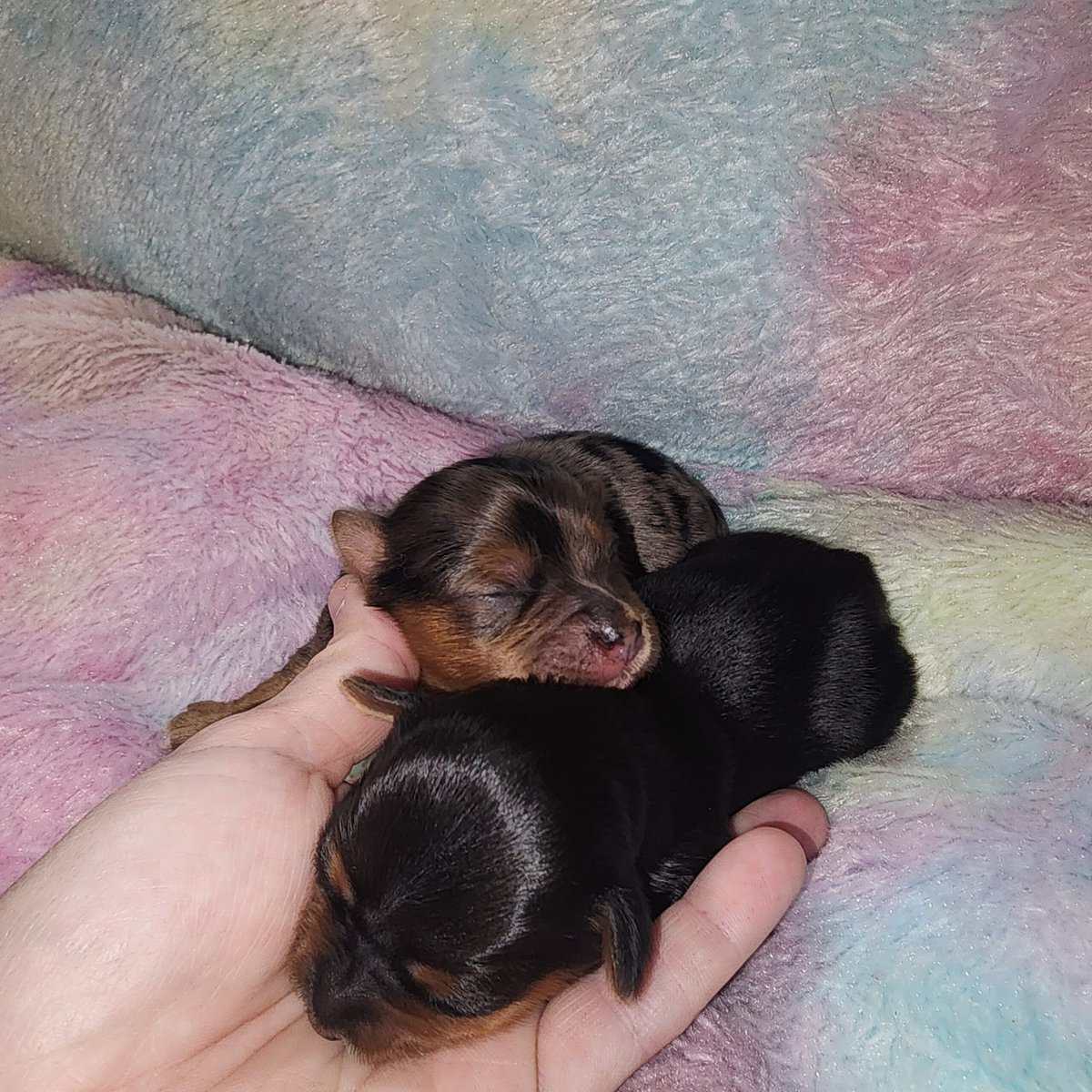 Yorkshire Terrier pup image 5