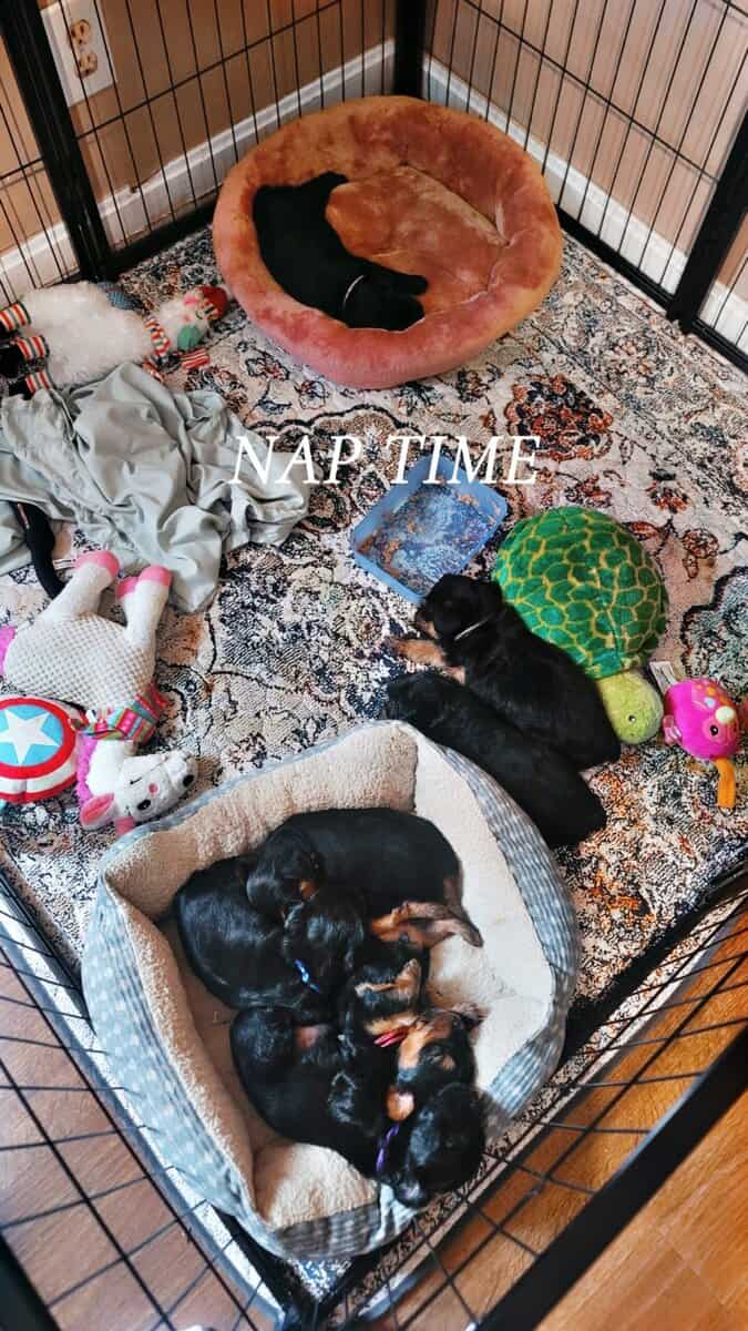 Ckc Yorkiepoos image 1