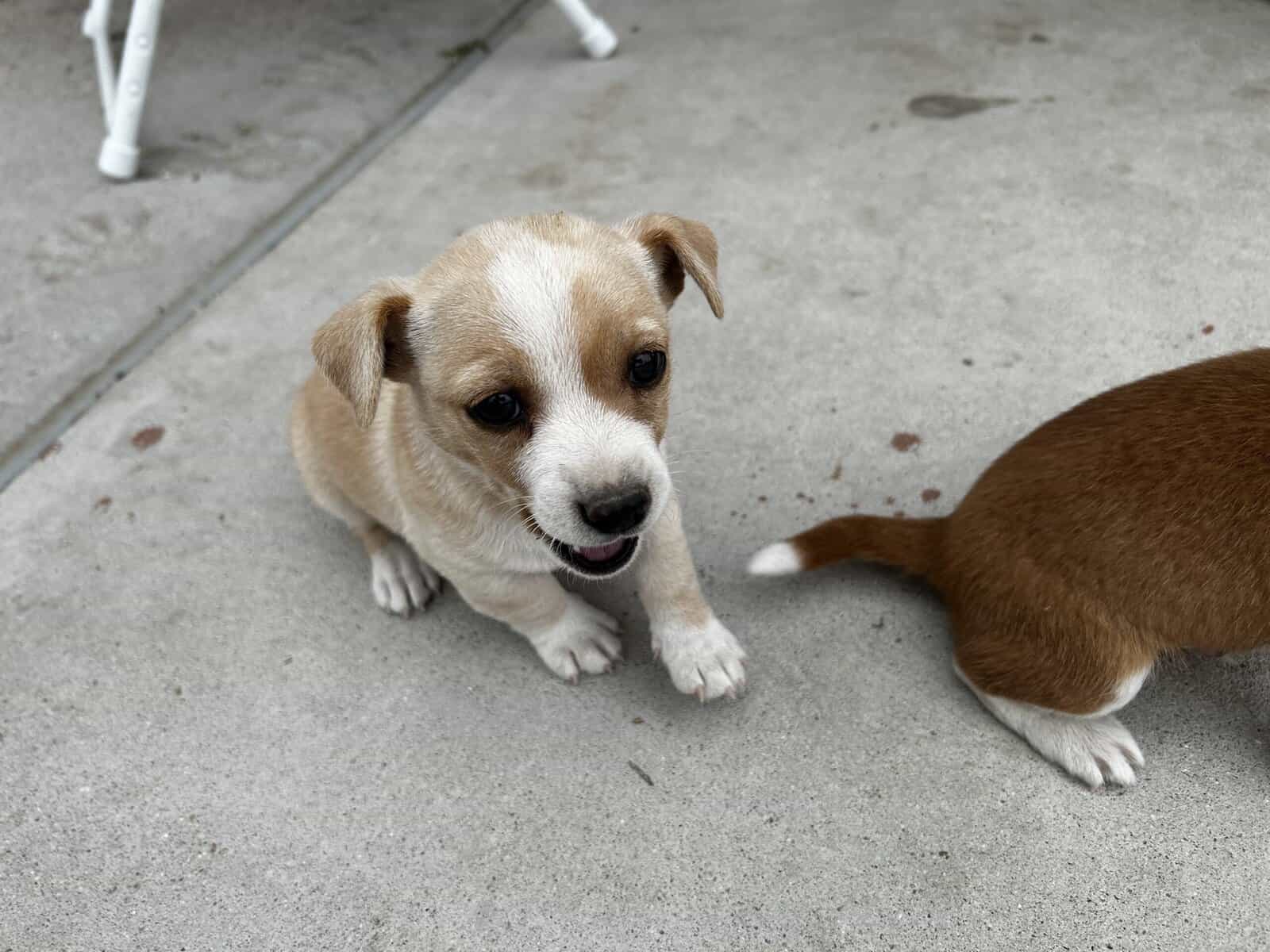 Chihuahua puppy image 6