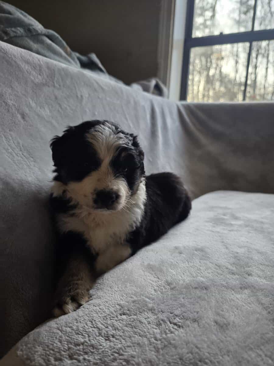 Australian shepherd puppies image 7
