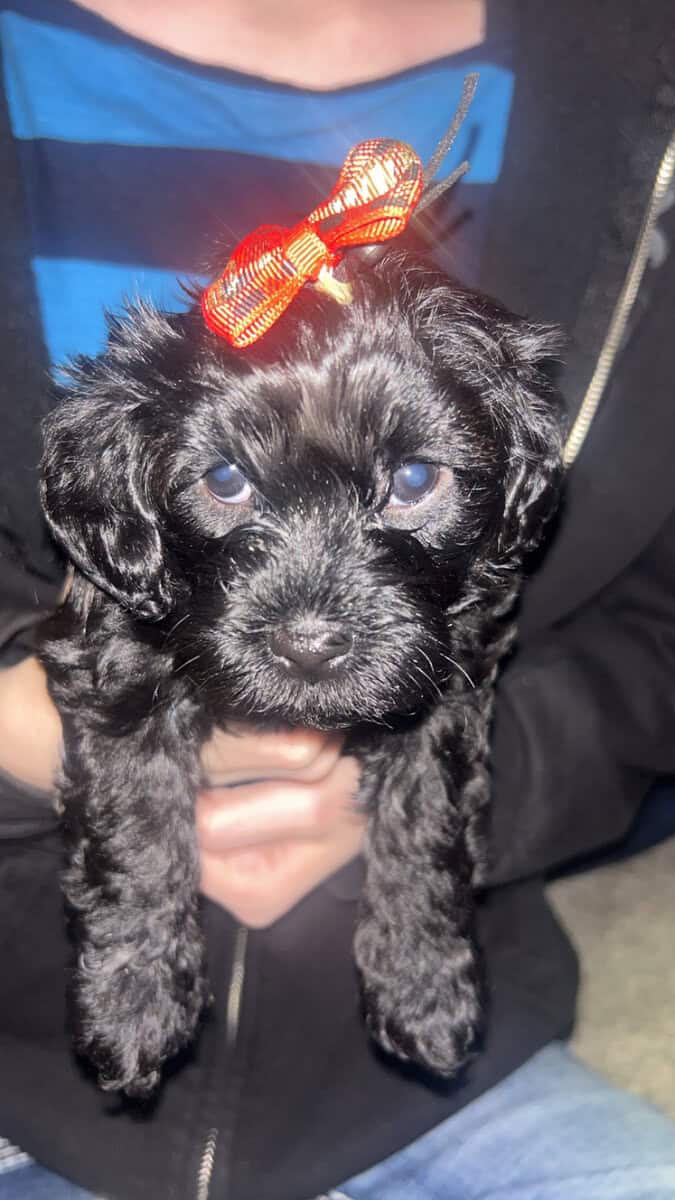 Tiny Doodle Puppies for Christmas in Iowa image 6