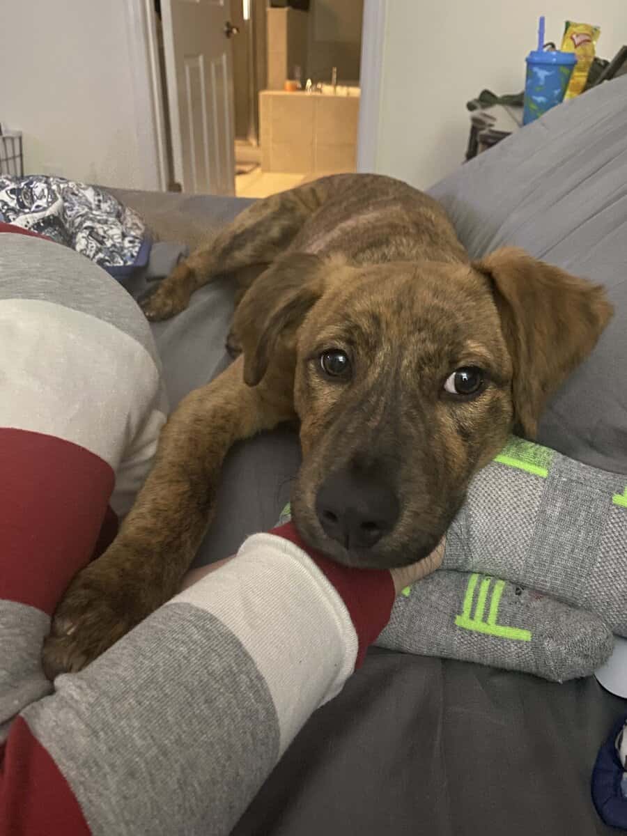 Black Mouth Cur image 2