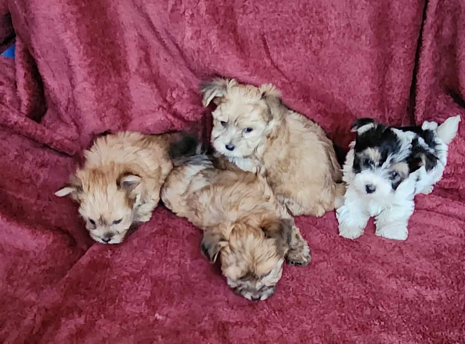 Morkie Puppies image 2