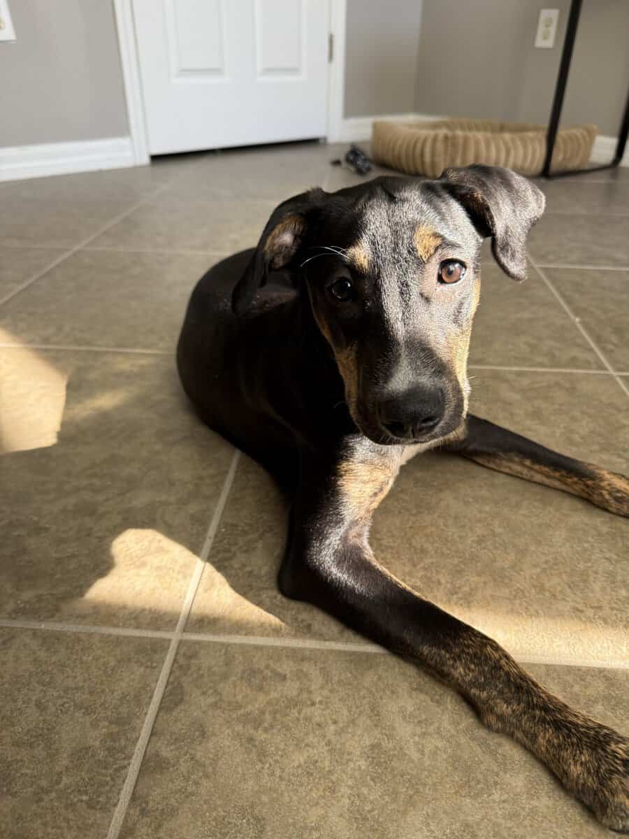 Rehoming our 5 month old puppy image 3