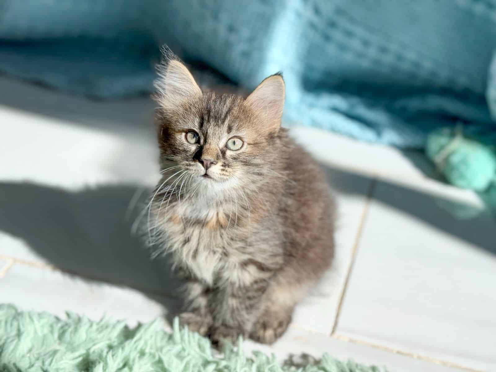Turkish Angora Kittens image 4