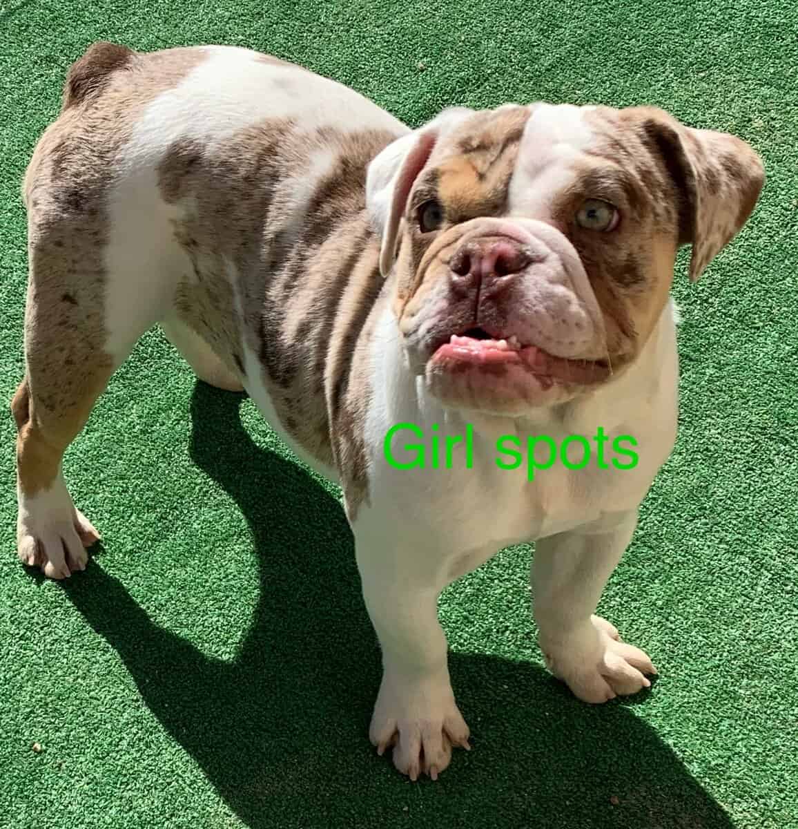 English bulldog puppies image 2