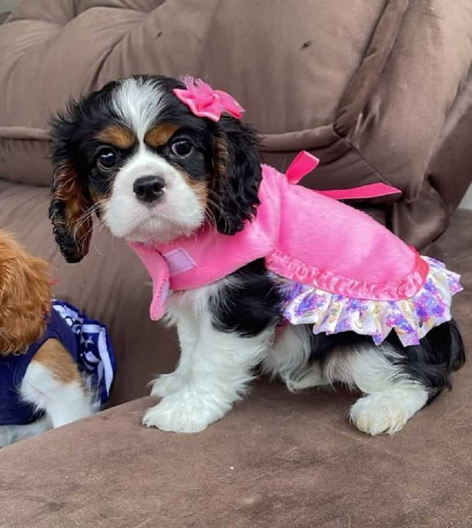AKC Cavalier King Charles Spaniel Puppies Availabl image 21