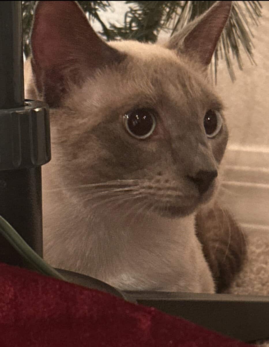 Blue Point Siamese for sale image 7