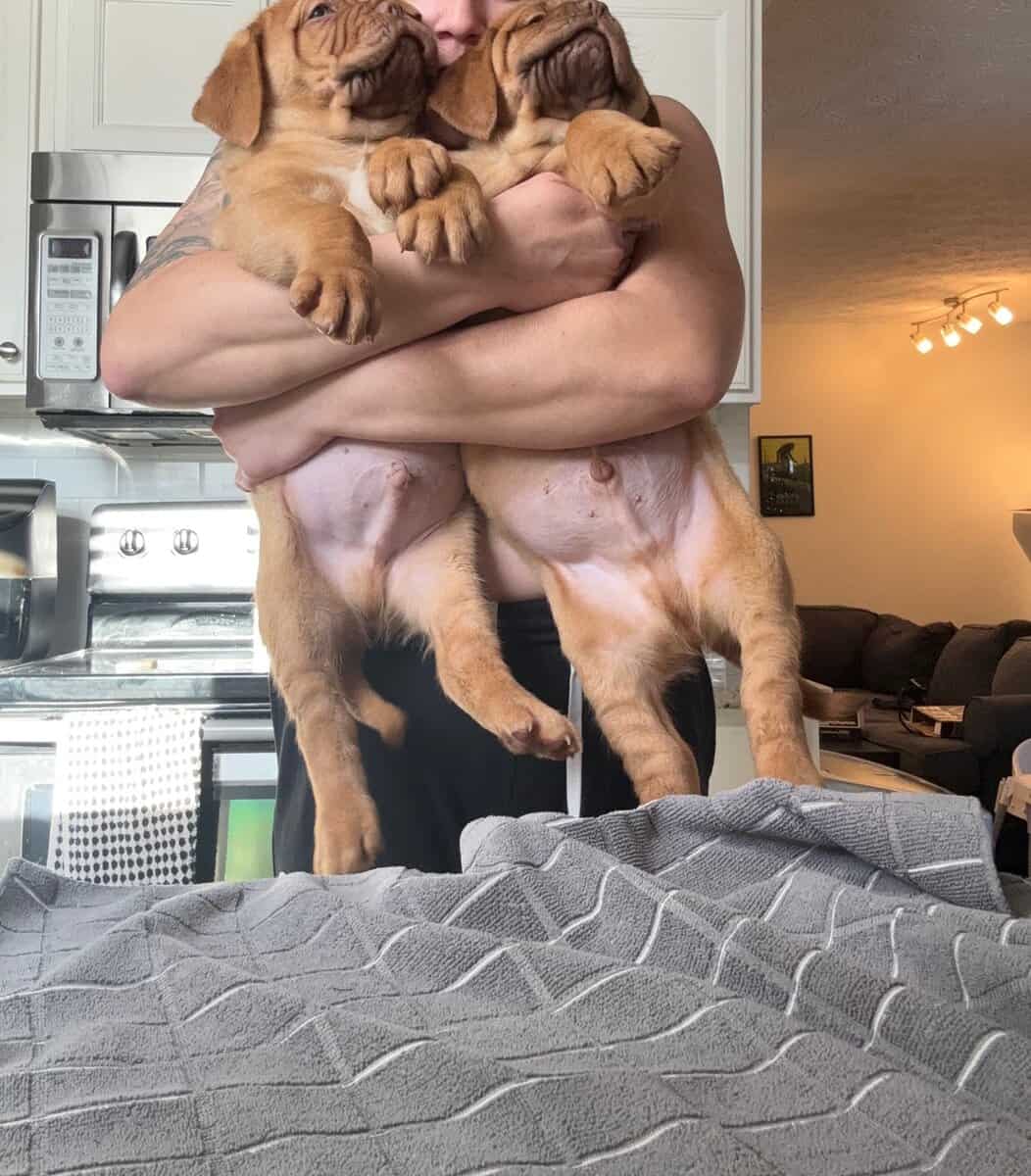 Champ BL/ 8 week old Dogue De Bordeaux pups image 20