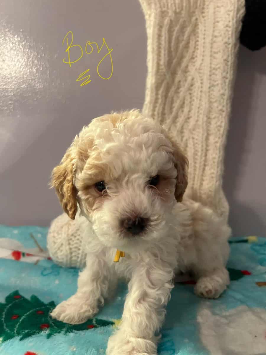Puppies for Sale image 3