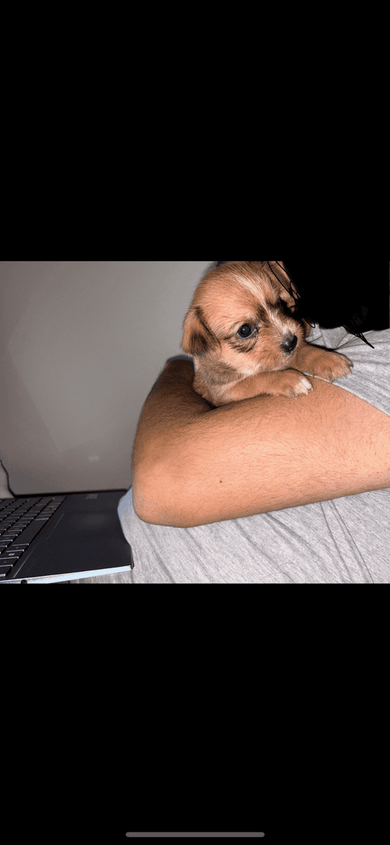 Dachshund/chihuahua puppies image 2