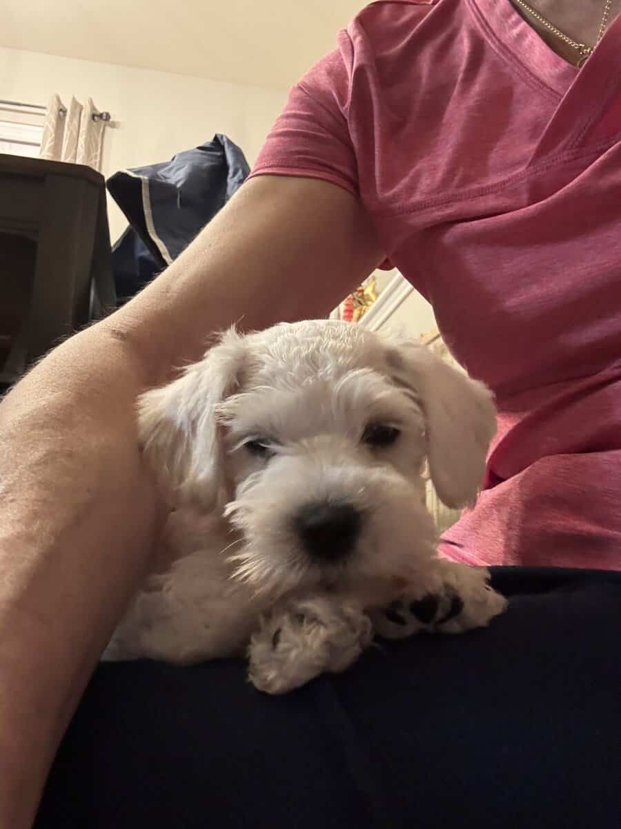 10 week old Miniature Schnauzer image 2