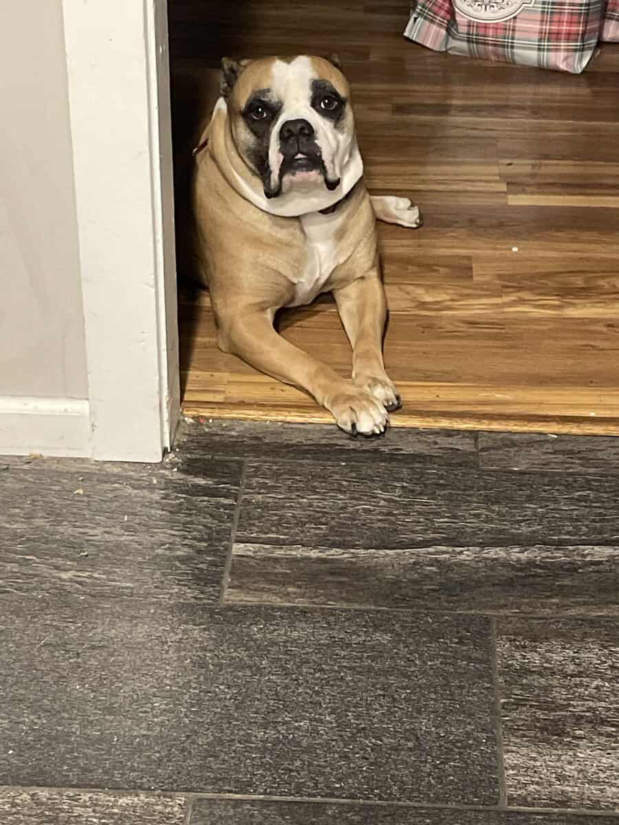 Bruno, American Bulldog image 3